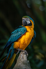 blue and yellow macaw (Ara ararauna) © Rio