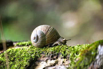 Roman Snail Crawls Slowly Across a Moss-Covered Forest Log in a Lush Woodland Environment © NetPix