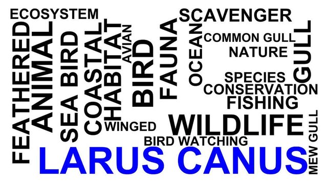 Larus Canus Word Cloud