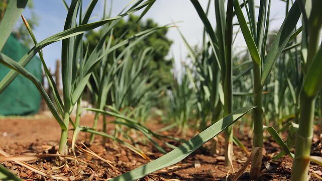Ground level view of garlic plants growing in vegetable garden