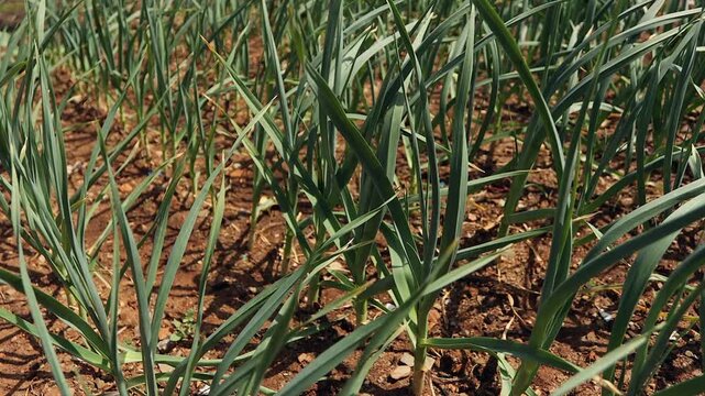 Pan across tidy rows of garlic plants growing in vegetable garden