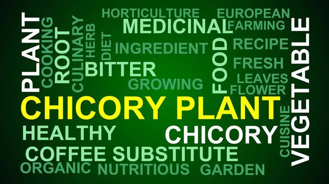 Chicory Plant Word Cloud