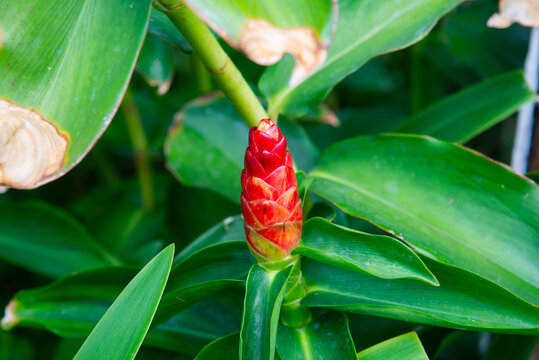 Red ginger (Alpinia purpurata) blooming in Vietnam, featuring a vivid red flower spike, glossy green leaves, and a softly blurred tropical garden background.