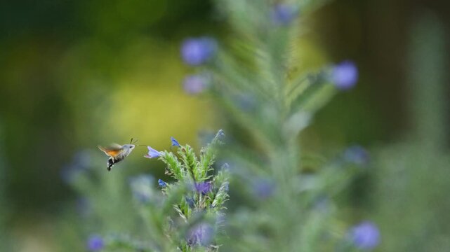 Side view of hovering hummingbird hawk-moth collecting nectar from blueweed