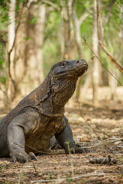 Komodo dragon half body portrait