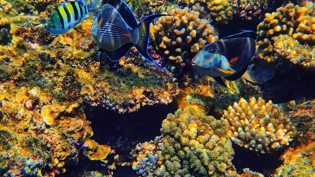 Sohal surgeonfish and striped sergeant major damselfish swimming over a vibrant coral reef