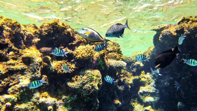 , School of sergeant major damselfish swimming around a vibrant coral reef with a dark reef fish