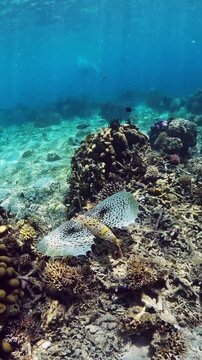 Oriental flying gurnard (Dactyloptena orientalis)