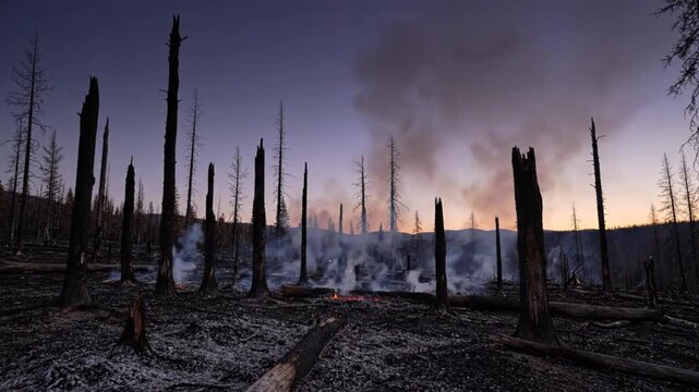 Forest fire aftermath with burnt trees and smoldering ground at sunset wildfire