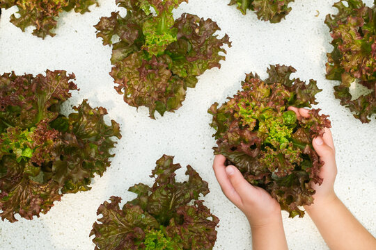 Hydroponic farming and organic agriculture concept with child hands holding fresh red oak lettuce vegetable on white foam bed for healthy salad diet, clean food and sustainable cultivation.