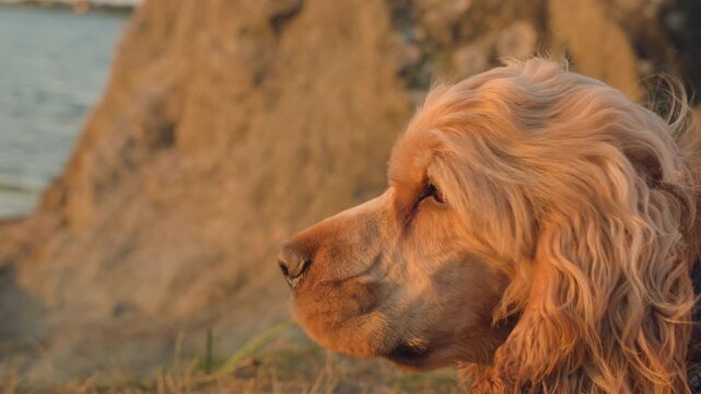 Cocker spaniel dog looking out over water. Sunset light.