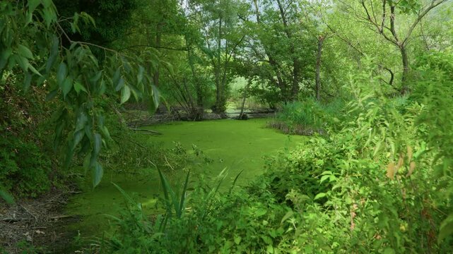 Green swamp pond forest duckweed covering the water surface in a wild wetland. Handheld panning shot from left to right of lush green nature scenery on a sunny summer day.