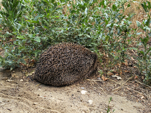 Wild Hedgehog Resting Beneath Green Plants Outdoors