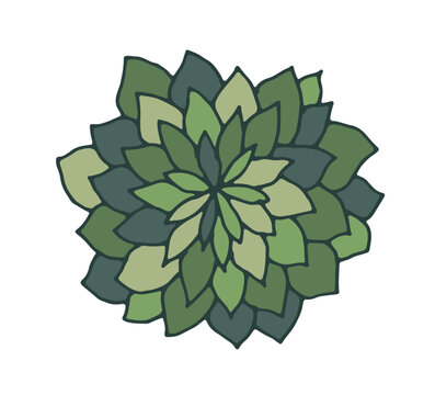 Top View Green Succulent Plant Rosette