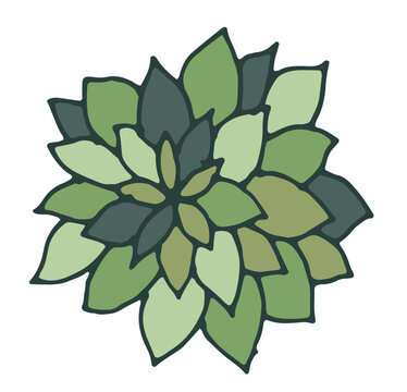 Top View Green Succulent Floral Element