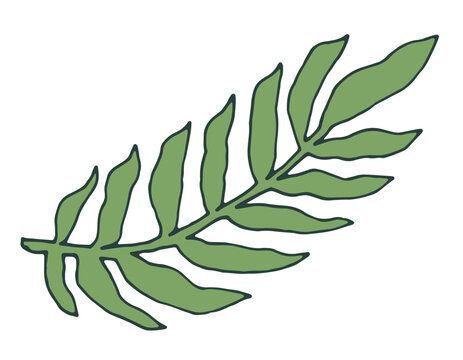 Hand Drawn Tropical Palm Leaf Plant