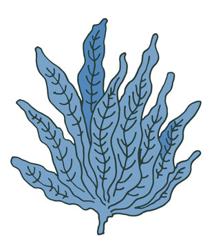 Blue Underwater Marine Algae Kelp Element