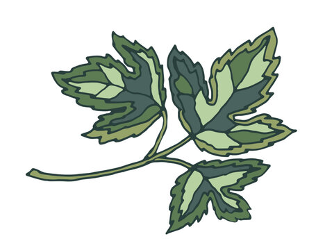 Decorative Vintage Botanical Forest Flora