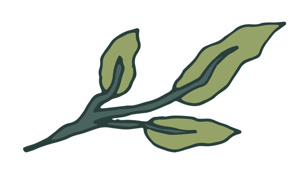 Simple Rustic Botanical Branch Element
