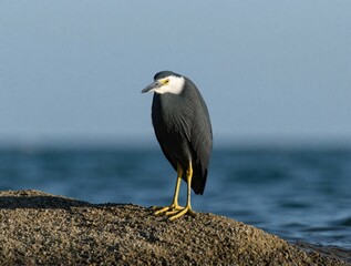 Naklejka premium Dark grey heron with white head stands on coastal rock near blue ocean water. Bird has yellow legs and beak, watches patiently for prey by the sea shore.