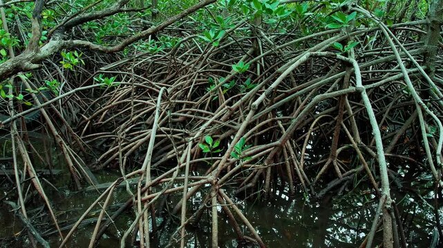  Mangrove Prop Roots Reflected in Tidal Water