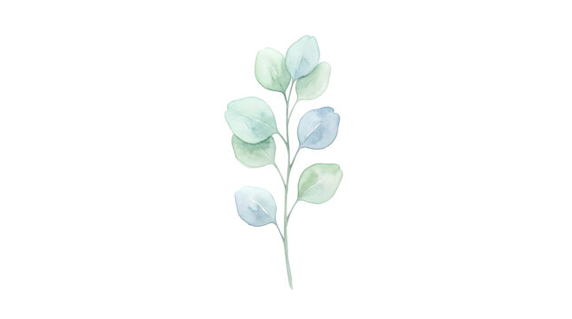 Watercolor eucalyptus branch with green and blue leaves isolated on white background