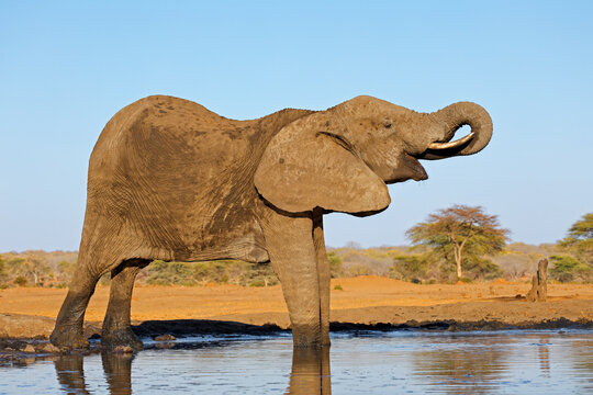 A large African elephant (Loxodonta africana) drinking at a waterhole, Botswana