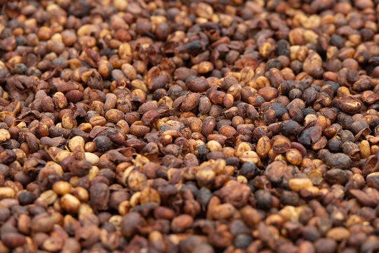 Coffee beans dried cherries texture natural background raw process harvest parchment husk seed fruit organic brown detail surface crop produce farm plantation sun drying ingredient caffeine