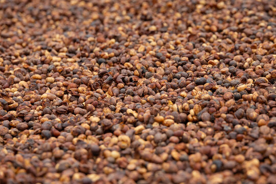 Coffee texture beans dried cherries background close macro natural process raw parchment brown sun harvest organic ingredient produce crop husk seed fruit beige flavor tan surface detail