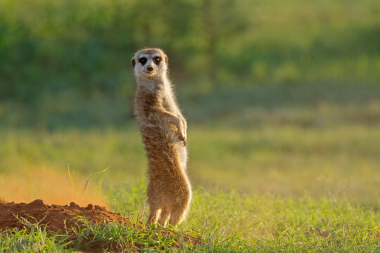 An alert meerkat (Suricata suricatta) in natural habitat, Mokala National Park, South Africa