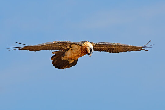 An endangered bearded vulture (Gypaetus barbatus) in flight in natural habitat, South Africa