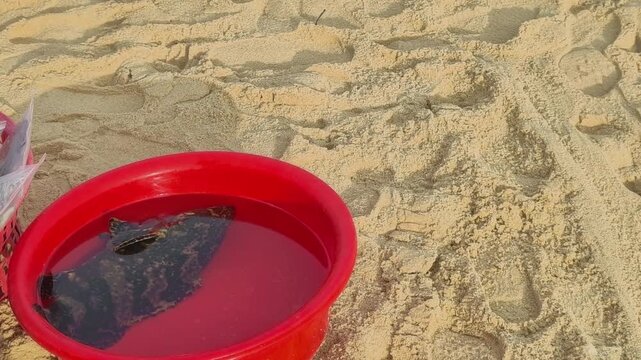 Large live grouper fish swimming in a red plastic basin on a sandy beach at early morning coastal market