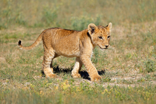 A small African lion cub (Panthera leo) walking in natural desert, Kalahari desert, South Africa