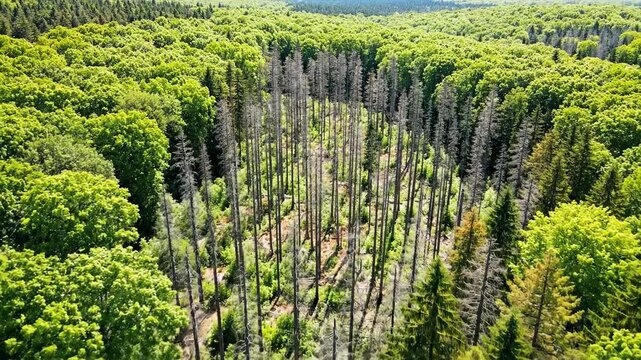 Aerial view of green forest with patch of dead trees nature landscape