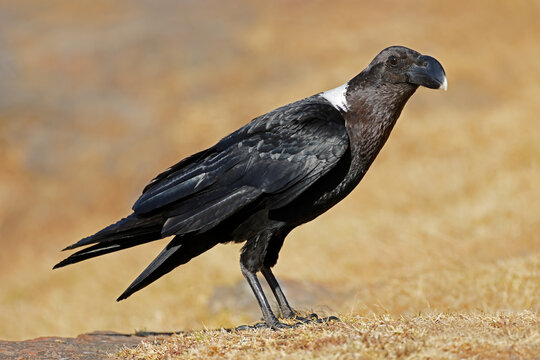 A white-necked raven (Corvus albicollis) perched on the ground, South Africa