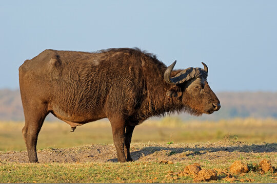 An African buffalo (Syncerus caffer) bull standing in natural habitat, Chobe National park, Botswana