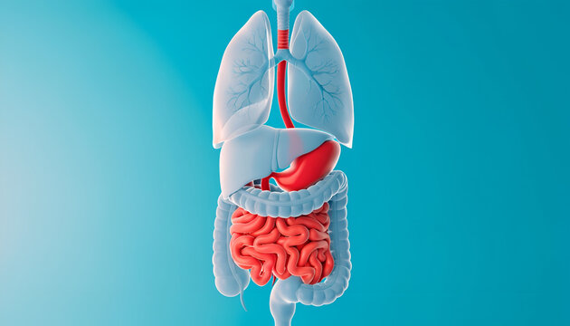 Human digestive system with internal organs - 3D anatomy illustration