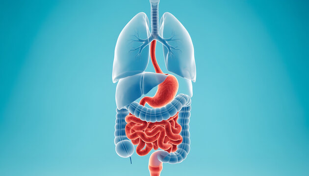 Human digestive system with internal organs - 3D anatomy illustration