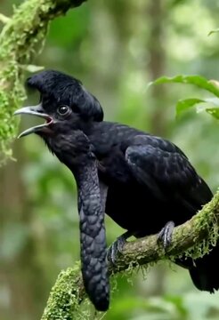 Long wattled umbrella bird dramatic throat wattle 
