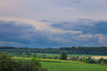 Fototapeta premium A panoramic summer landscape featuring green fields, a strip of blooming sunflowers, and a dense forest horizon under a soft stormy sky.
