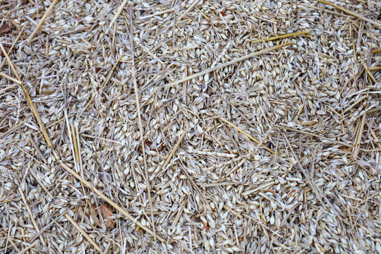 A macro photograph of harvested cereal grains mixed with dry stalks and chaff after threshing. This textured agricultural background works well for themes of farming, grain production, and harvest tim