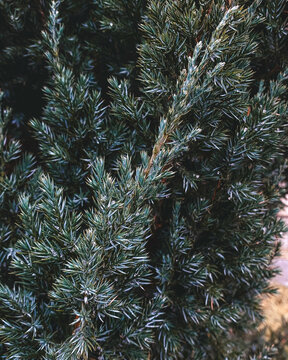 Close view of green evergreen branches showing texture and detail in a home garden during daylight hours in early spring