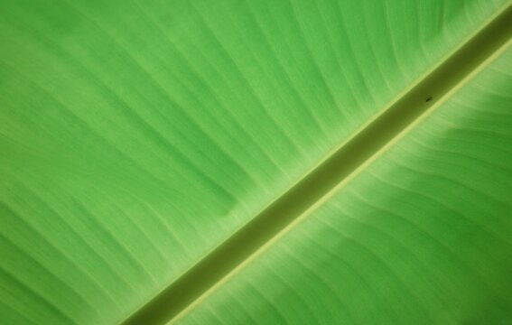 A close-up view of a banana leaf, with sunlight penetrating to clearly show the veins