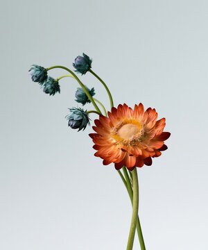 Burnt orange strawflower with textured petals and teal seed heads, set against a muted grey background with copy space for a minimalist banner