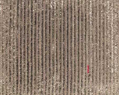 Corn stubble rows in tilled ground with a single red survey stake, showing dry powdery soil and splintered stalks for agronomy and farming backgrounds