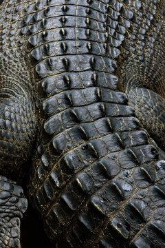 crocodile skin texture
