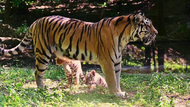 A mother tiger standing in a green area while her two young cubs play beneath her, showing natural family behavior and interaction in a lush outdoor environment.