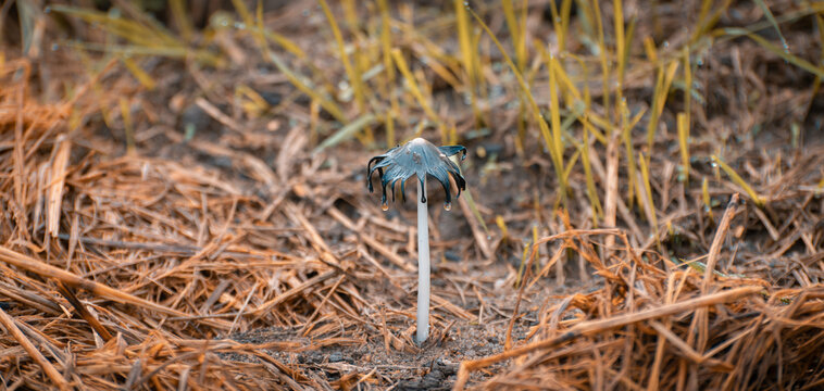 Inkcap mushroom emerging from the forest floor