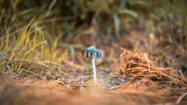 Inkcap mushroom emerging from the forest floor