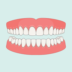Dental anatomy illustration showing upper and lower human teeth with healthy gums, incisors, canines, premolars and molars for oral health education, dentistry and medical care. © AbdulRehman